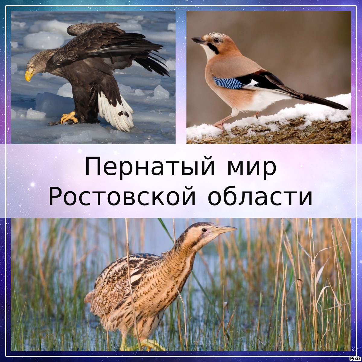 pixiz 02 04 2024 13 29 48